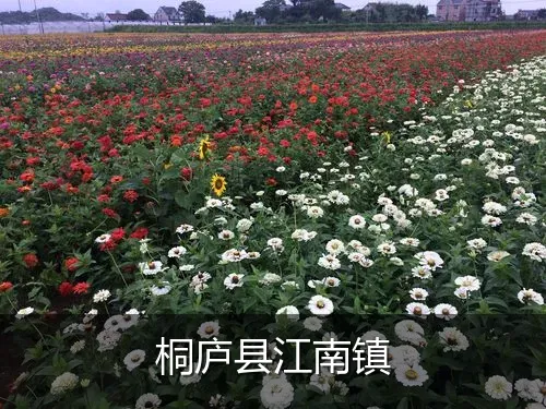 桐庐县江南镇